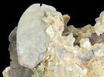 Fossil Chesapecten, Whale Bone & Clams - Virginia #67739-5